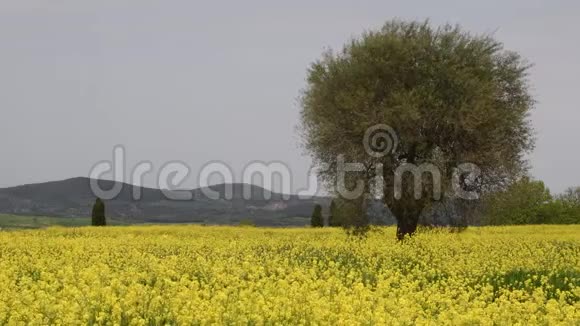 意大利锡耶纳附近的托斯卡纳农村美丽的黄色花田橄榄树和蓝色多云的天空视频的预览图