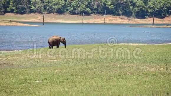 印度国家公园湖边的草地上的大象格拉茨视频的预览图