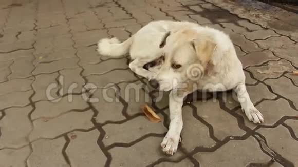 一只狗躺在地上视频的预览图