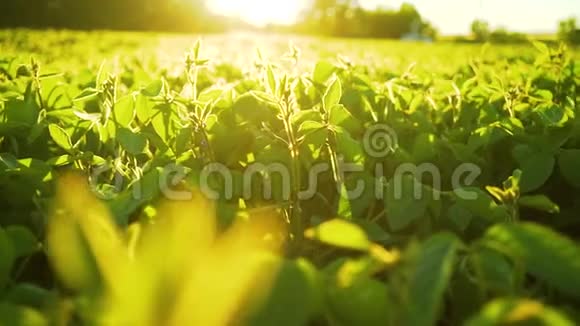 大豆在日落时盛开农业大豆种植背景视频的预览图