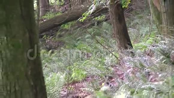 森林中倒下的小树视频的预览图