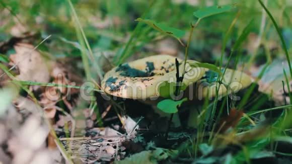 人在森林里用刀切蘑菇雨后在草地和干叶中收获蘑菇关闭视频的预览图