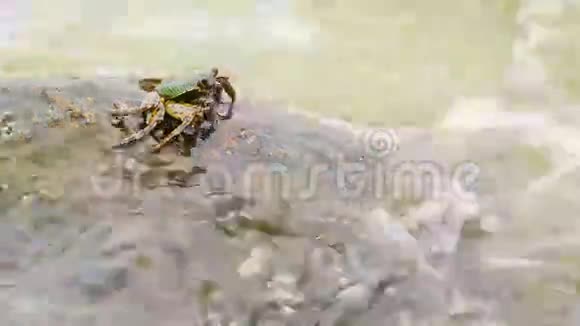 螃蟹吃海浪中岩石中的藻类视频的预览图