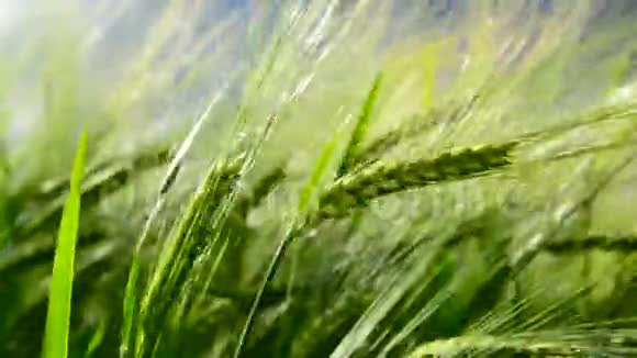 绿色的黑麦耳朵在风中摇曳特写视频的预览图