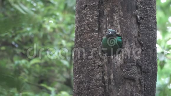克查尔鸟在树洞巢中露头视频的预览图