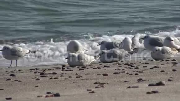 黑海岸边的海鸥海鸥站在海滩上视频的预览图
