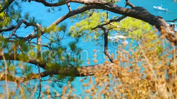 美丽的海景穿过松树的树枝视频的预览图