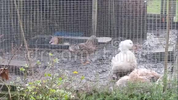 后院的鸭子在泥泞的围栏里觅食视频的预览图