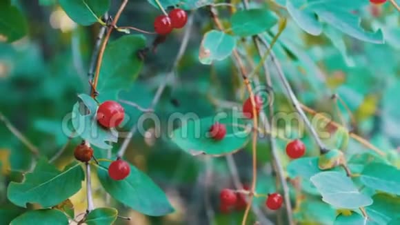 夏天红色的野生森林浆果生长在灌木丛中在风中摇摆视频的预览图