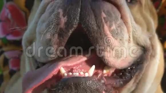 漂亮的英国斗牛犬舌头伸出来视频的预览图