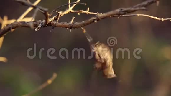 干燥的灌木枝条老叶视频的预览图