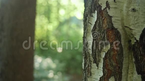 一棵桦树树干的特写小车镜头视频的预览图