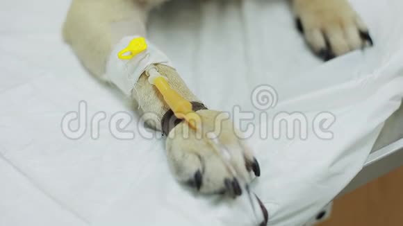 爪子上的导管一只狗在兽医诊所视频的预览图