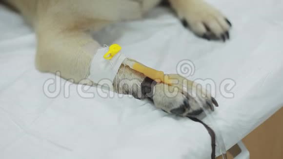 爪子上的导管一只狗在兽医诊所视频的预览图
