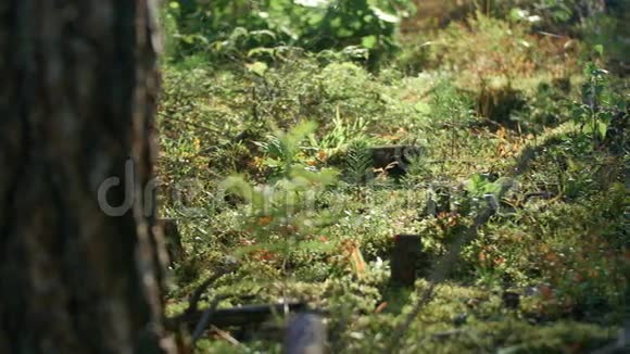背光森林地板的特写镜头视频的预览图