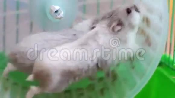 两只仓鼠在笼子里轮子上视频的预览图