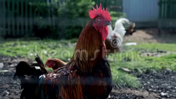 鸡在家禽养殖场里叫起来在农村院子里散步的鸡视频的预览图