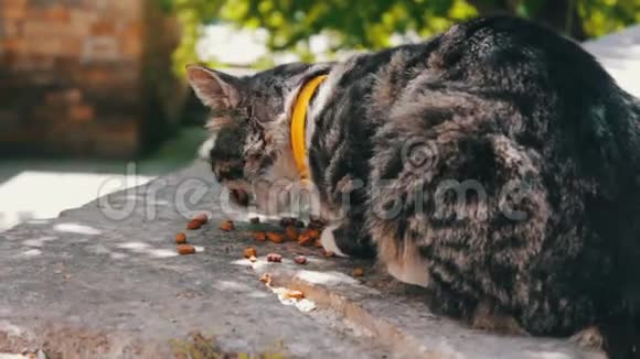 夏天猫在街上吃动物饲料视频的预览图