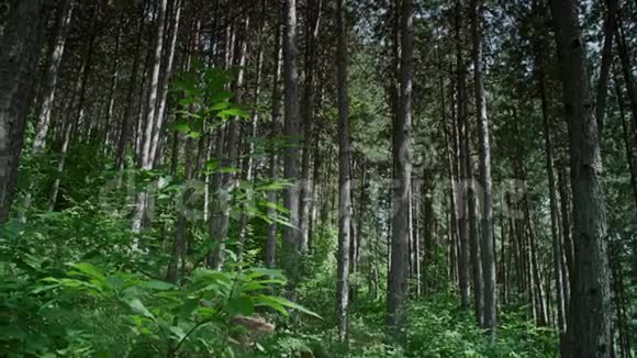 美丽的高大森林视频的预览图