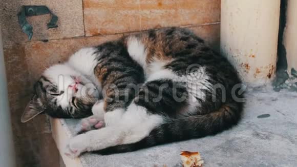 无家可归的三色猫蜷缩着躺着试图睡觉旁边是一片面包无家可归的问题没有人视频的预览图