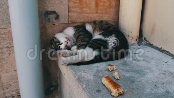 无家可归的三色猫蜷缩着躺着试图睡觉旁边是一片面包无家可归的问题没有人视频的预览图