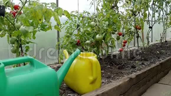 水罐站在一个有西红柿的花园里视频的预览图
