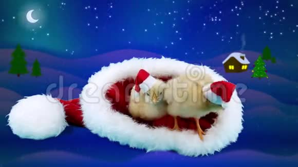 两个戴着红色圣诞老人大帽子的年轻公鸡冬夜背景视频的预览图