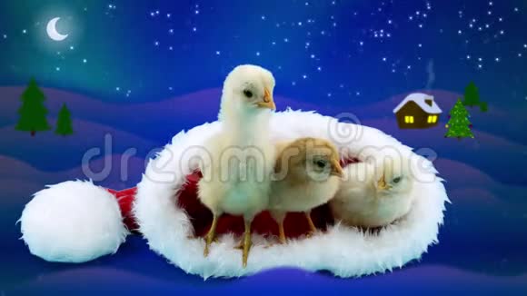 2017年冬夜三只黄色的小公鸡在圣诞老人的帽子里放松视频的预览图