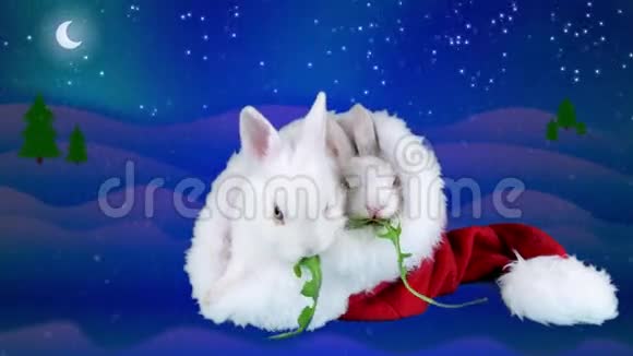 穿着圣诞老人帽子吃沙拉的滑稽兔子冬夜背景视频的预览图