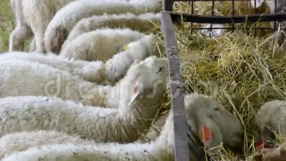 小羊吃干草视频的预览图