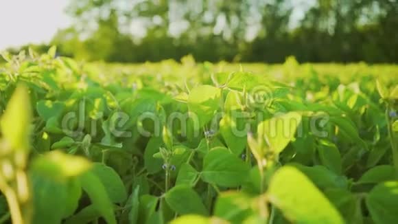 大豆在日落时盛开农业大豆种植背景视频的预览图