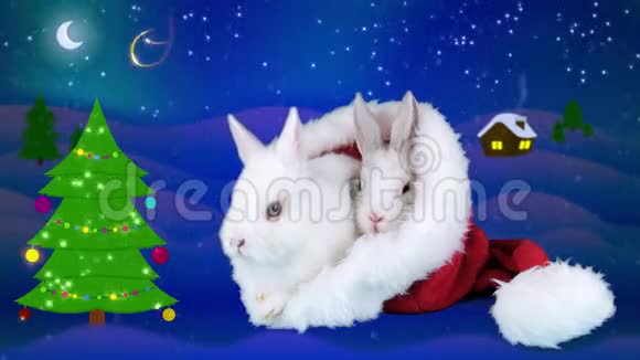 新年快乐贺卡与文字两个兔子晒圣诞帽视频的预览图