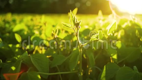 大豆在日落时盛开农业大豆种植背景视频的预览图