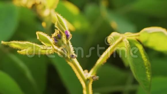 大豆在日落时盛开农业大豆种植背景视频的预览图