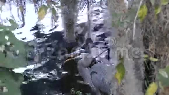 大蓝鹭吞下一只小乌龟视频的预览图