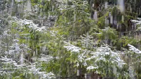 仙女般的暴风雪覆盖了大自然视频的预览图