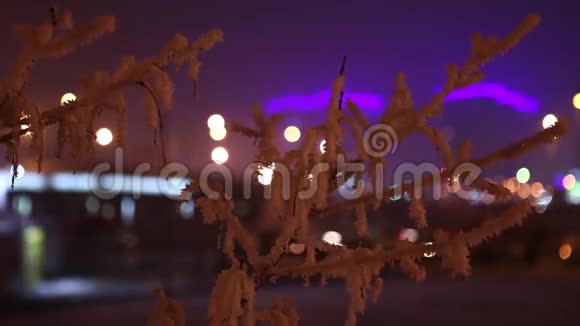 覆盖着海霜的树枝视频的预览图