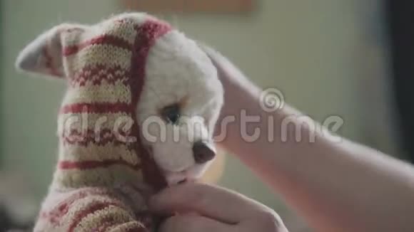 穿着红色斯堪的纳维亚毛衣的泰迪熊可收藏的软玩具视频的预览图