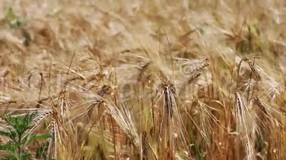 成熟美丽的小麦穗迎风飘扬视频的预览图