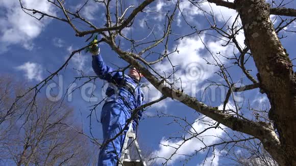 农夫在果园里修剪果树树枝站在高高的梯子上视频的预览图