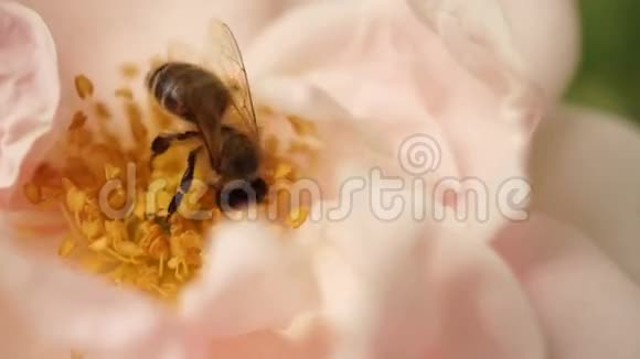 粉红玫瑰蜜蜂顶景视频的预览图