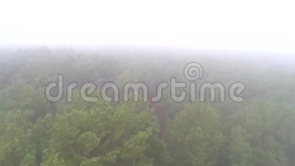 浓雾中针叶林的空中摄影无人机在雾中飞过树冠视频的预览图