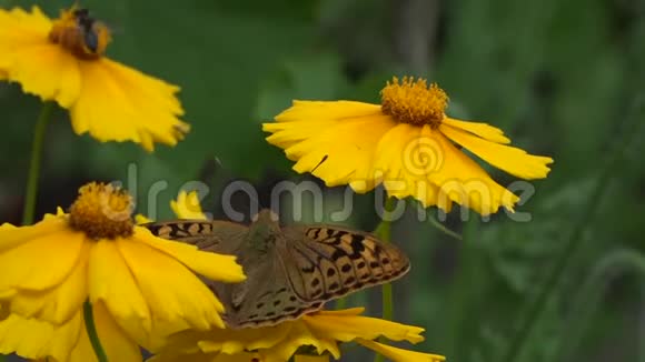 蝴蝶在一朵花上季授粉开花视频的预览图