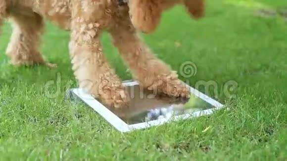 小狗使用数字平板电脑视频的预览图