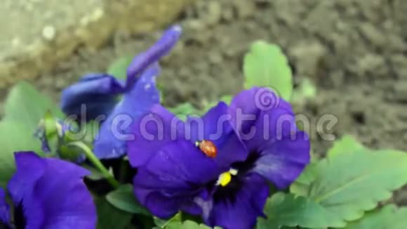 用绿色花叶在紫罗兰色花上特写瓢虫视频的预览图