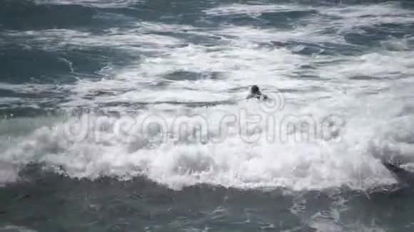 人们在美丽的海豹海滩冲浪视频的预览图