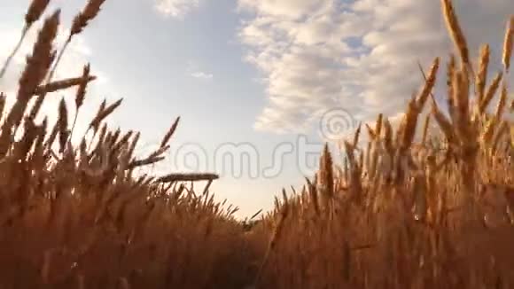 成熟的谷物在天空中收获美丽的天空农村的云彩覆盖着麦田麦穗摇视频的预览图