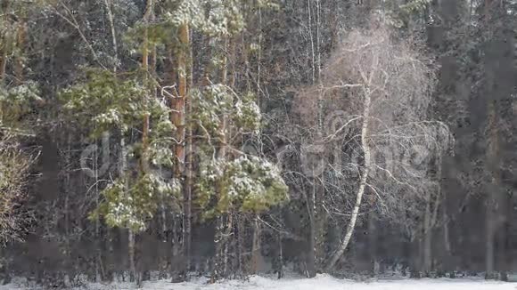 黑暗混合的森林和暴风雪视频的预览图