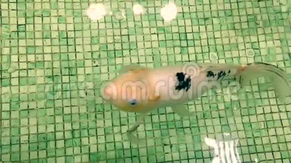 鲤鱼在水族馆里游泳视频的预览图