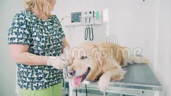 兽医和动物护理兽医诊断拉布拉多犬视频的预览图
